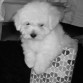 3 meses